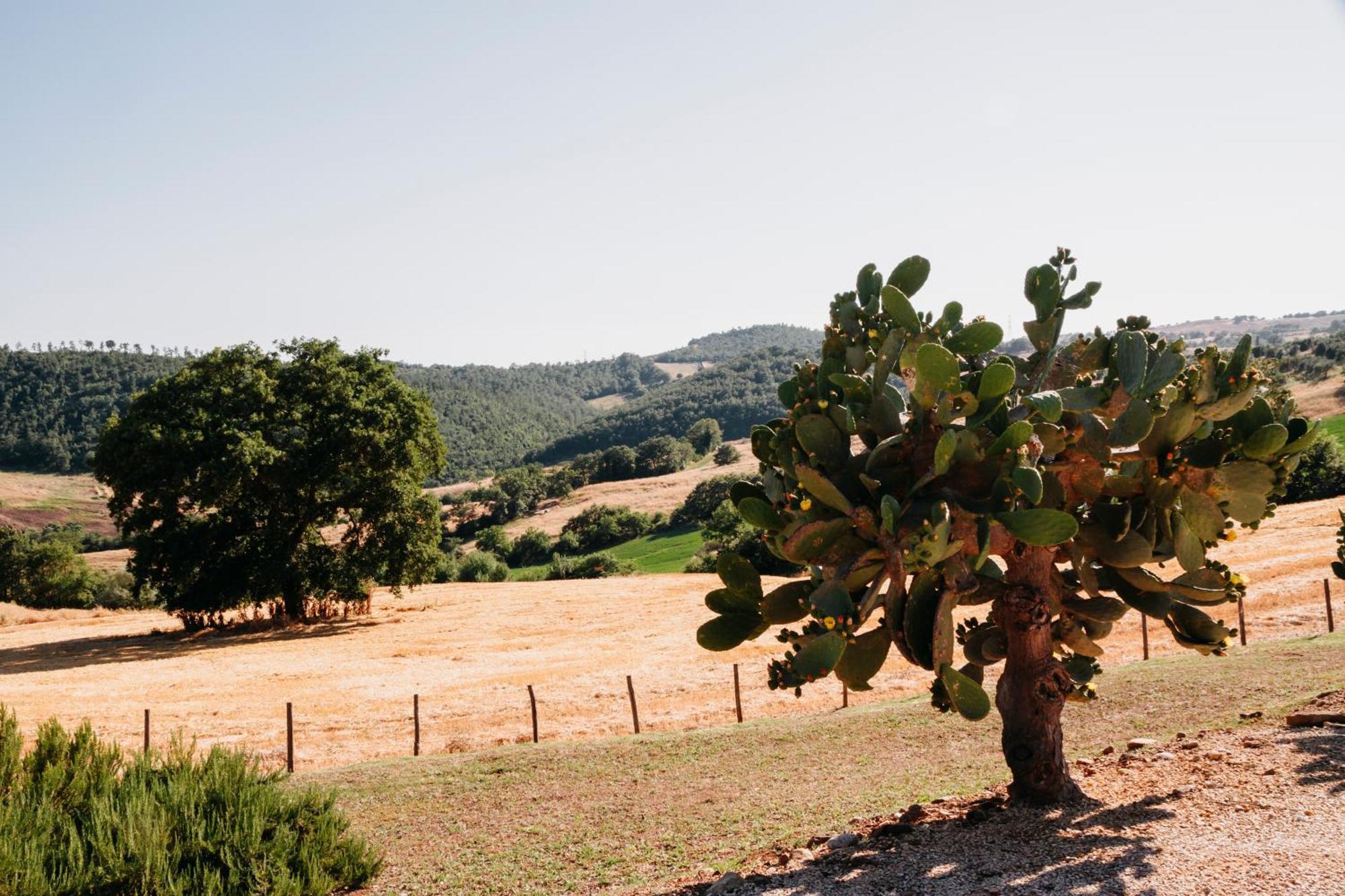 Poggio Al Vento Villa Manciano Dış mekan fotoğraf