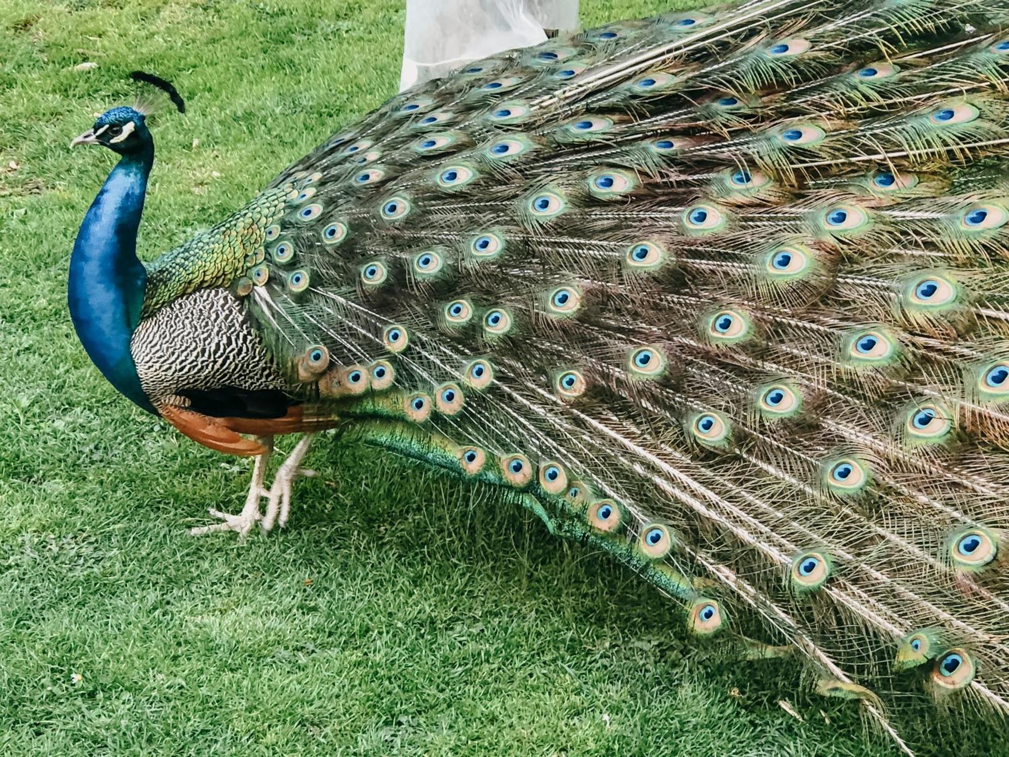 Poggio Al Vento Villa Manciano Dış mekan fotoğraf