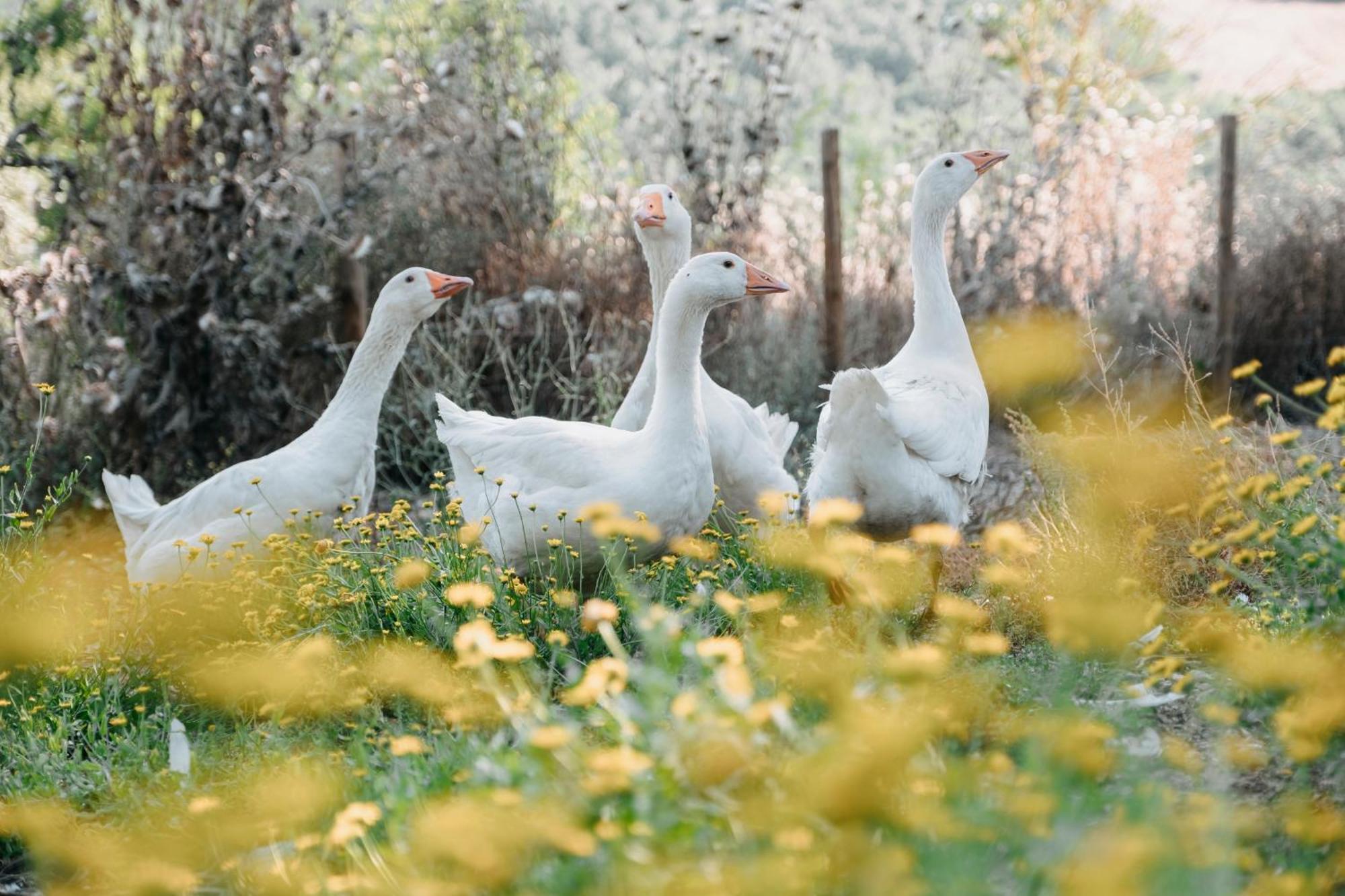 Poggio Al Vento Villa Manciano Dış mekan fotoğraf